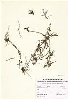 藏品(刺果豬殃殃)的圖片